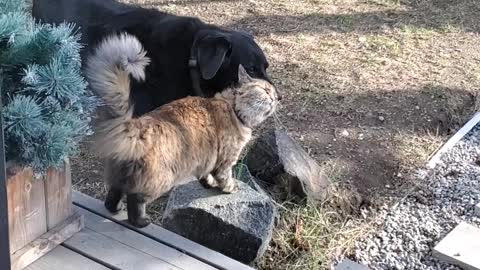 Dog Bathes Kitty Friend