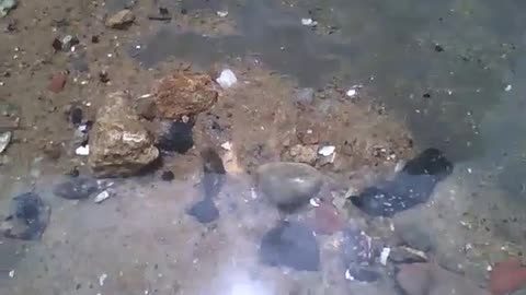 A small snail walks in the puddle of water on the beach, a unique moment [Nature & Animals]