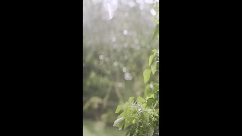 Raining, satisfaction, weather, nature.