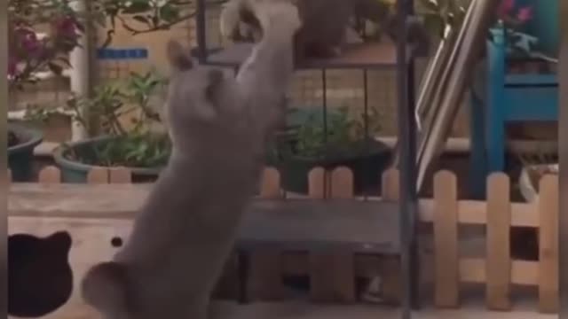 Funniest cat videos #98 - HILARIOUS!