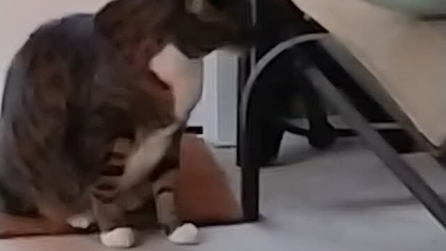 Cat eats spiderwebs