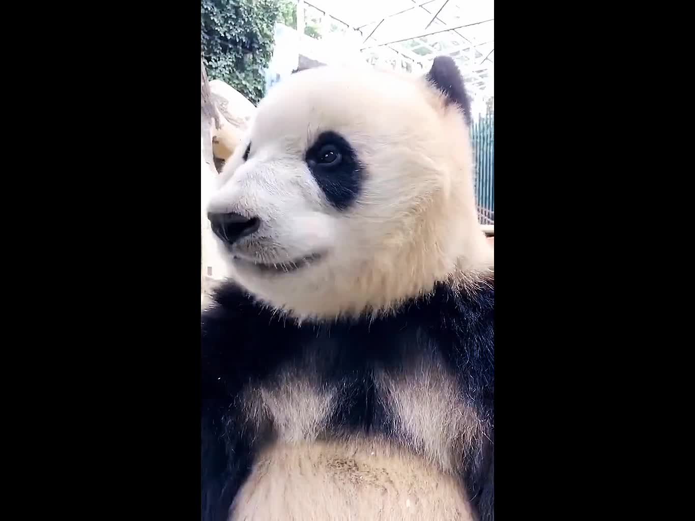 Panda eats delicious bamboo shoots