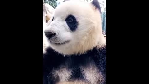 Panda eats delicious bamboo shoots