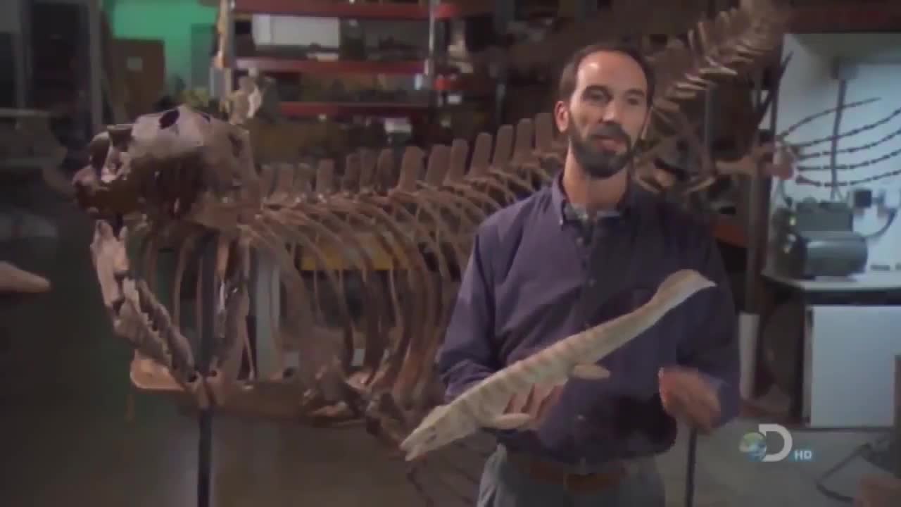 T Rex (Tyrannosaurus Rex) - Documentary HD 2018