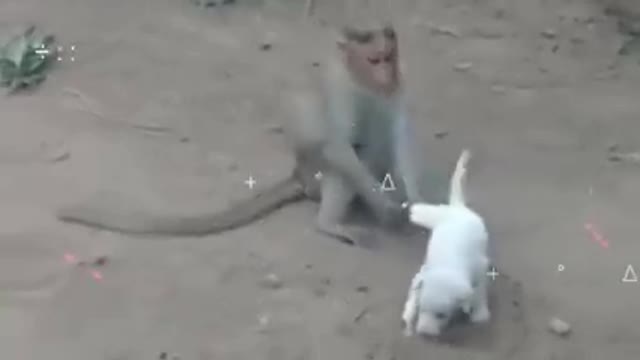 बंदर को उंगली करना भारी पड़ गया | Monkey funniest moments caught on camera | Monkey funniest moment