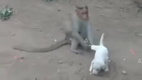 बंदर को उंगली करना भारी पड़ गया | Monkey funniest moments caught on camera | Monkey funniest moment