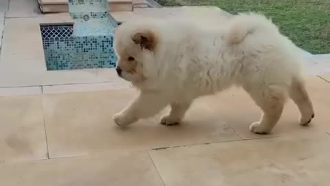 Fluffy puppy trying out yoga 🧘🏻‍♂️🐶