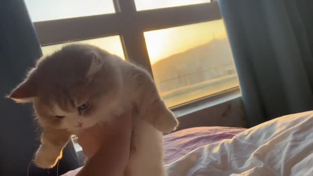 my cats so cute