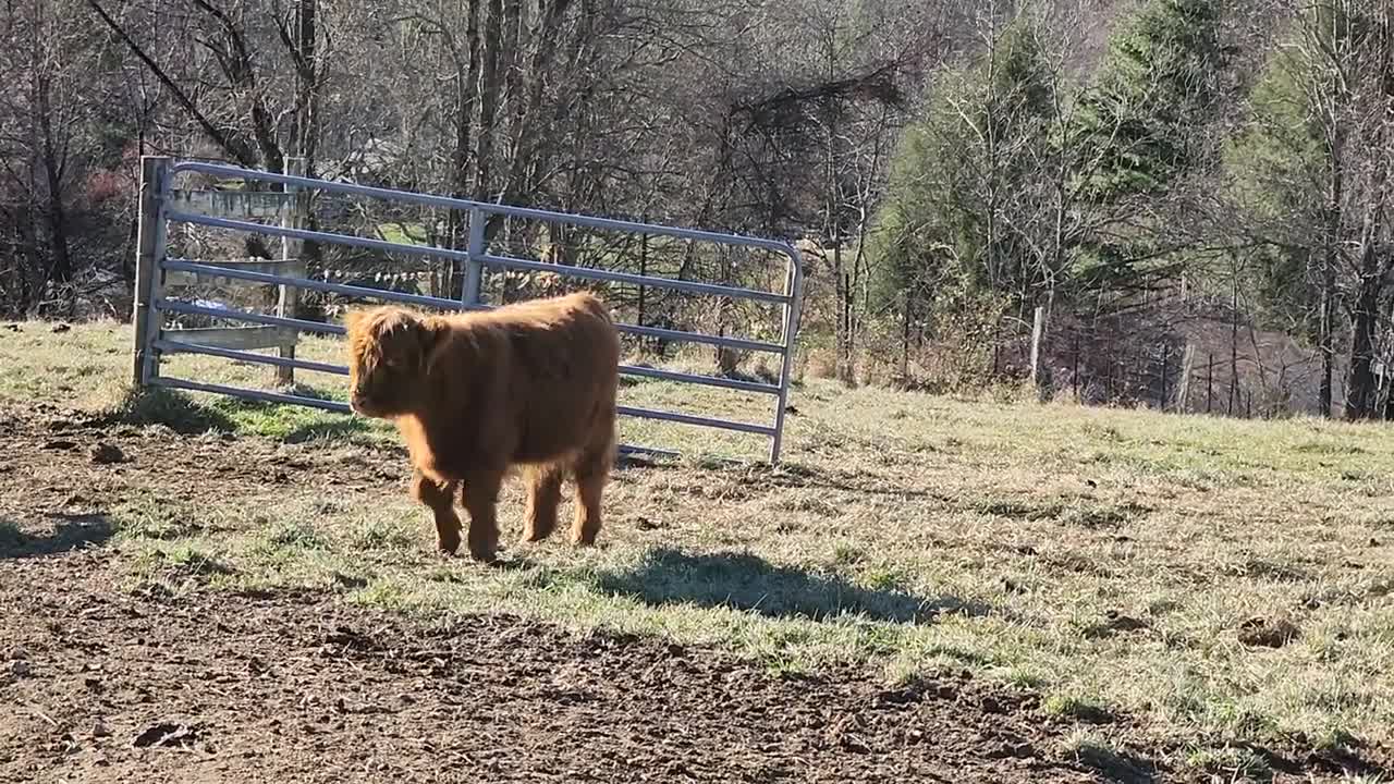 My little friend...Yancey County, North Carolina