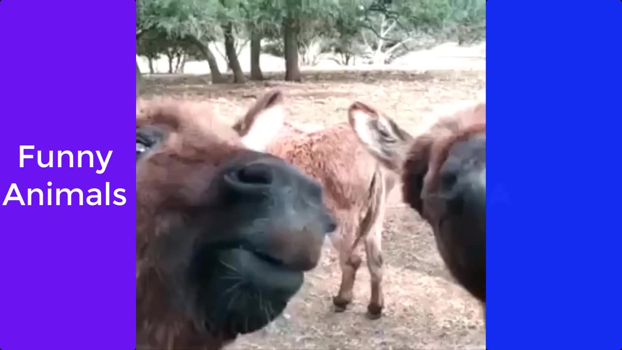 Funny animals - farm animals