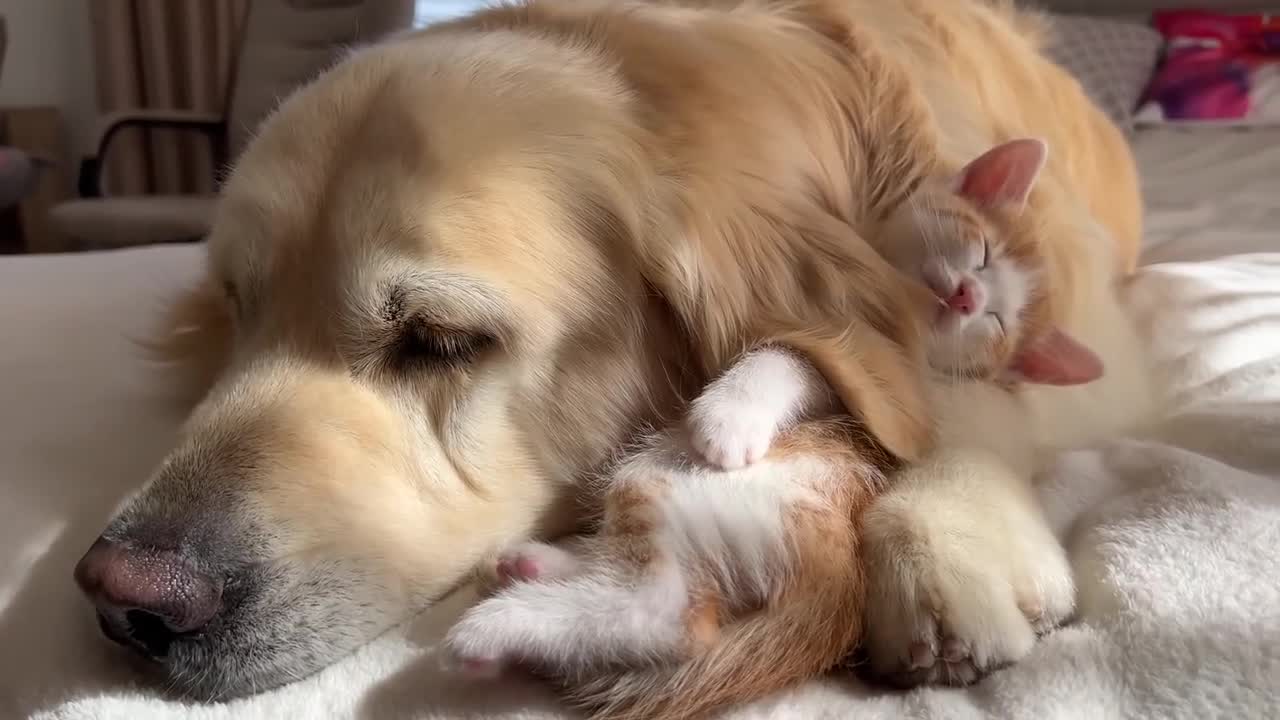 Tiny Kitten Uses a Golden Retriever as a Pillow to Sleep on