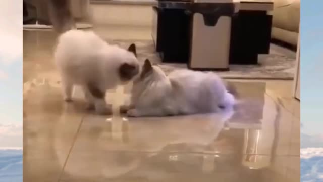 Funny cat kiss 💋 her Boyfriend.