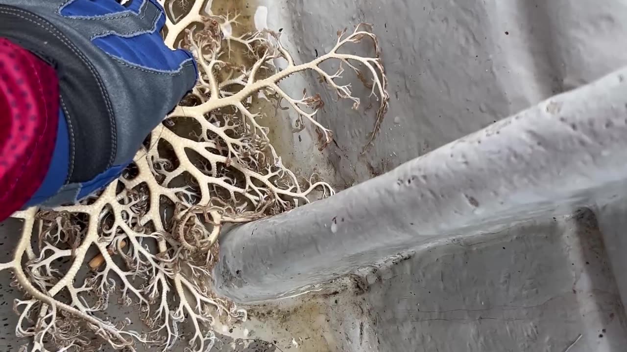 Boaters Find Basket Star