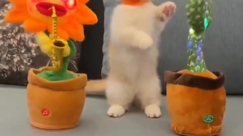 Cat enjoy your life allso fun