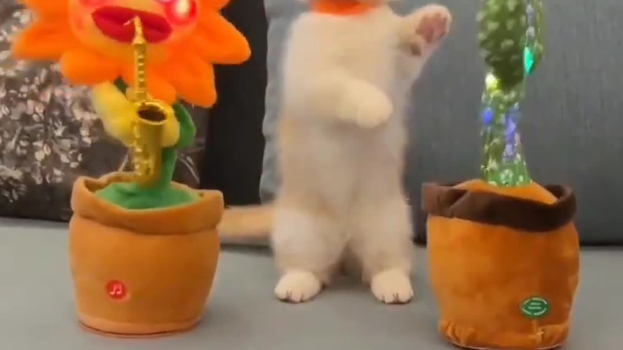 Cat enjoy your life allso fun