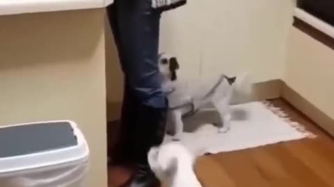 Funniest Cats and Dogs Clips