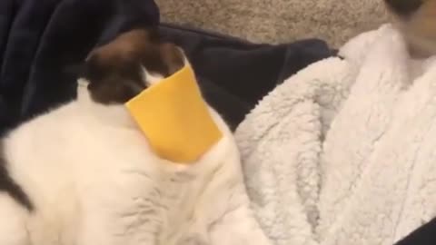 Paws and Play: Hilarious Cat Shenanigans Unleashed!!