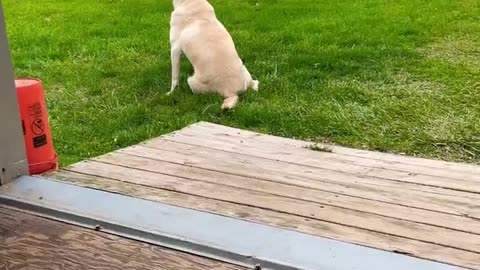 He Appreciates the American Flag!