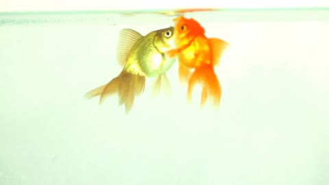 Two Goldfish Eating