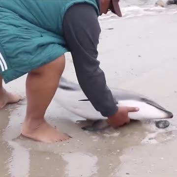Caring Family Rescues Dolphin - Hero Of The Week