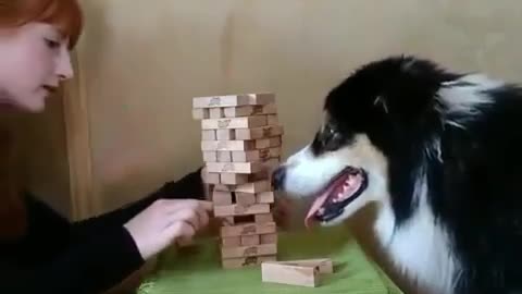 Jinga at its Best