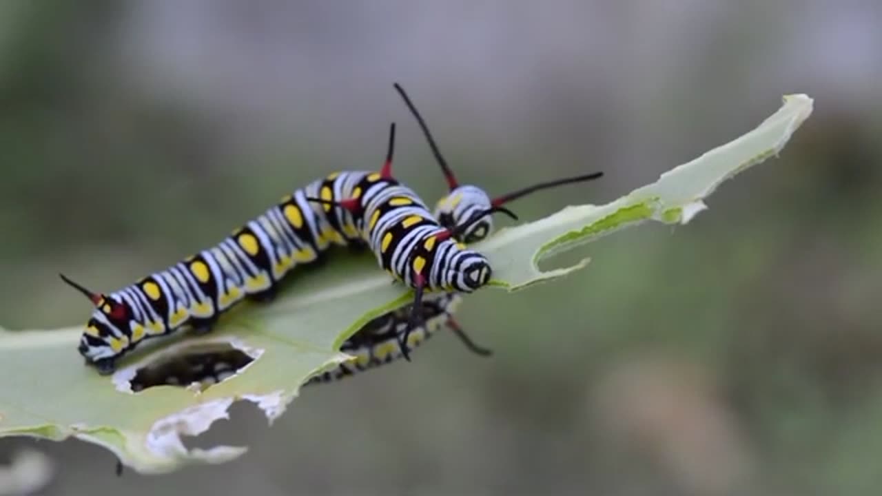 beautiful birds and animals trrending video