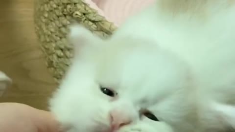 Cute Cat 🐈 funny video 😂