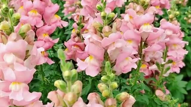 Snapdragon、Dragon's month, Antirrhinum majus
