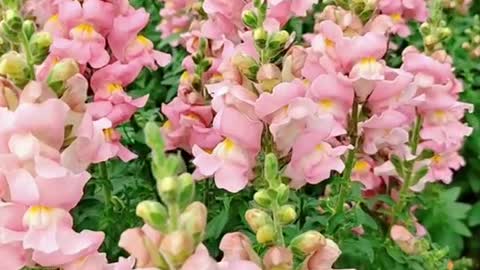 Snapdragon、Dragon's month, Antirrhinum majus