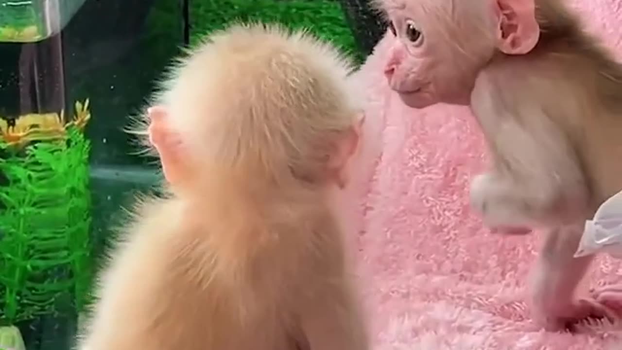 Cute baby monkey