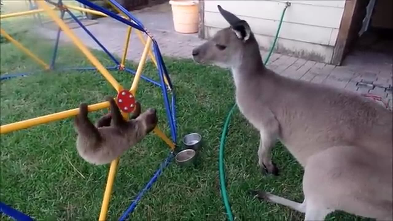 Funny baby sloth