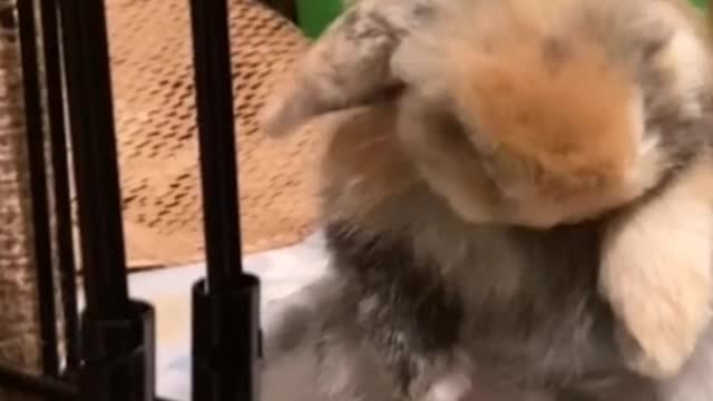 Little rabbit sitting in the corner to wash themselves, really love clean!
