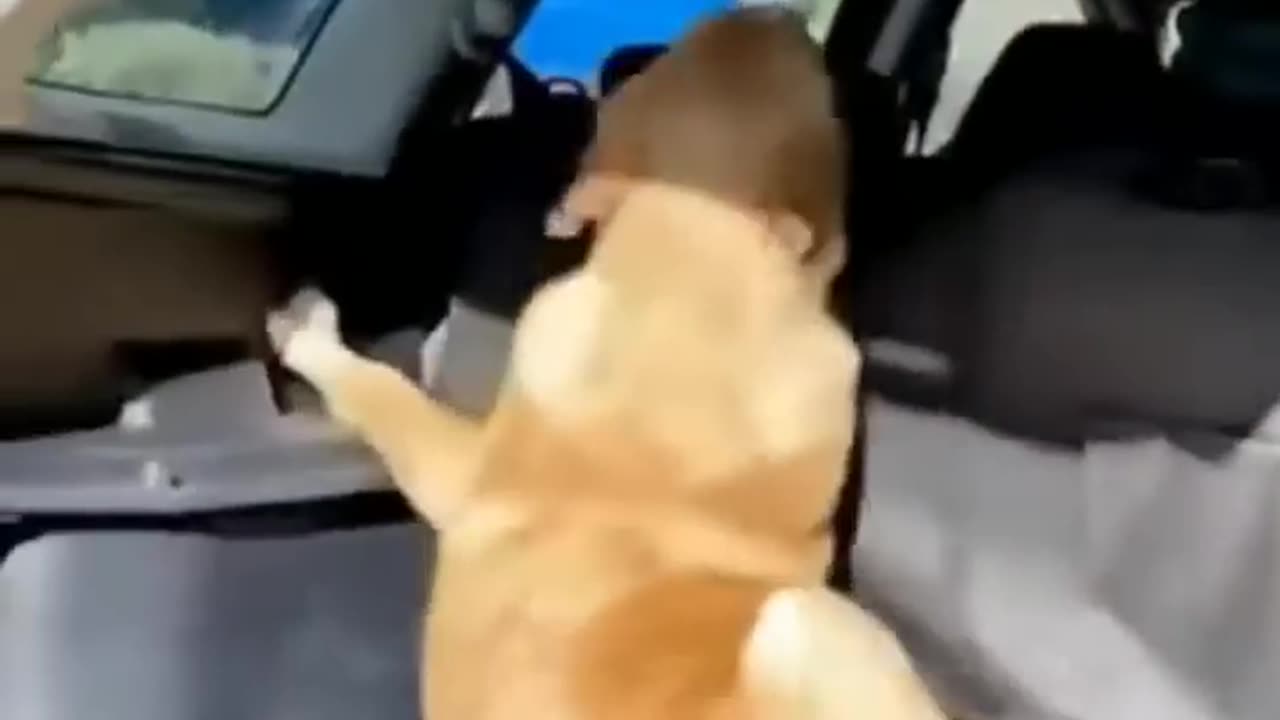 Cute and Funny Animal Videos