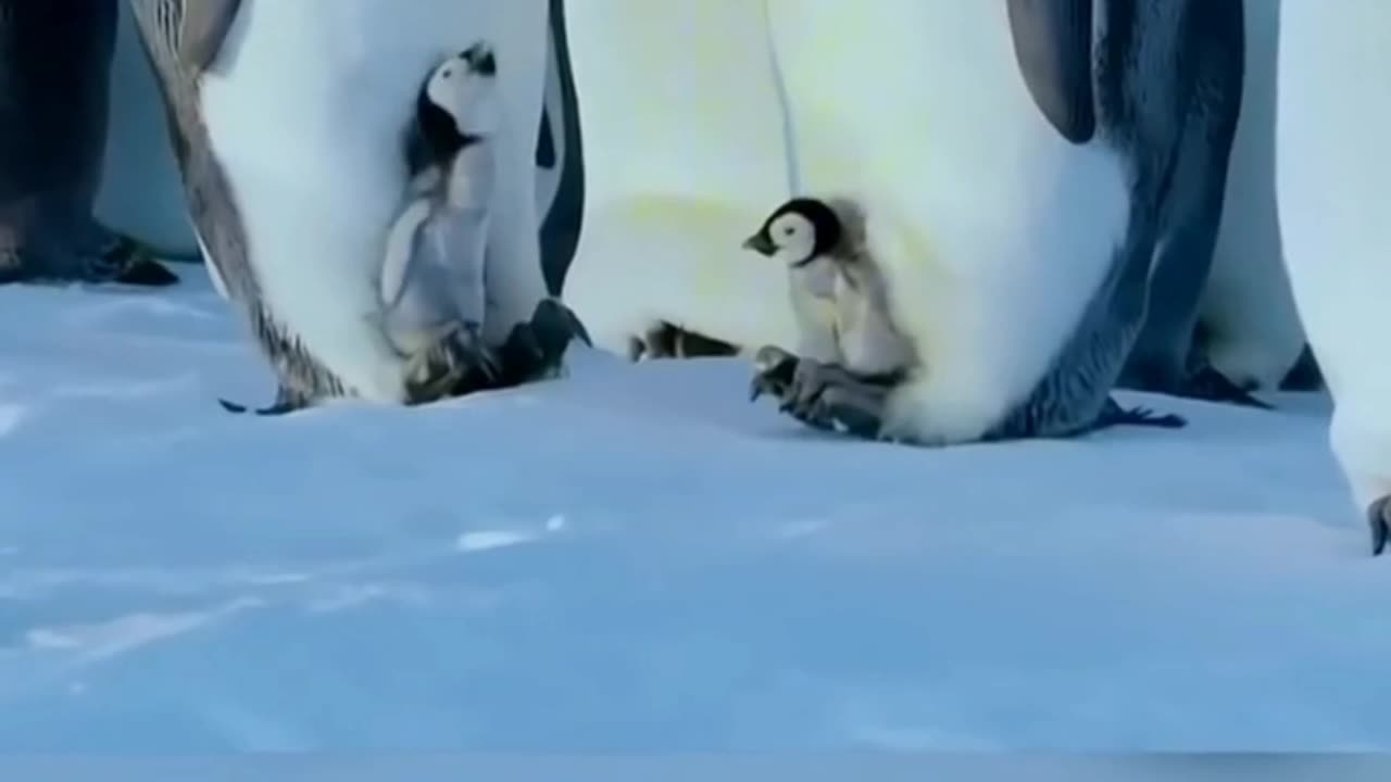 Penguins need human help but rules don’t allow it 🥺❤️