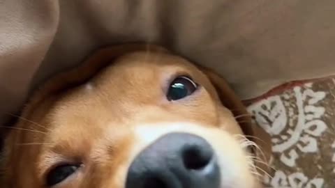 Funny Pets and Dogs Compilation That Will Make You Laugh!