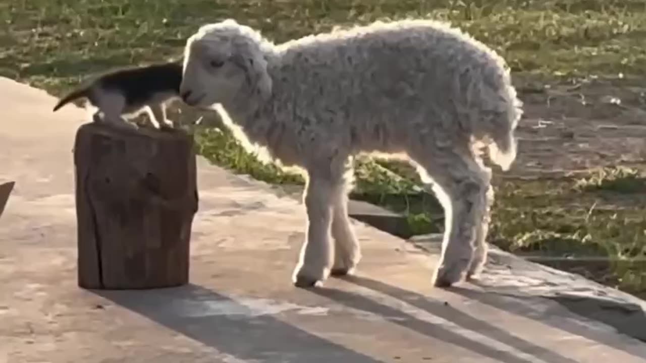 Kitten petting a lamb 😊