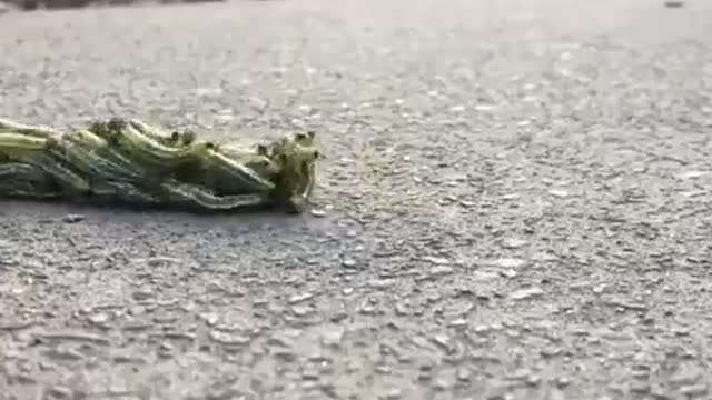 Group of Caterpillars is moving in a formation known as a rolling swarm