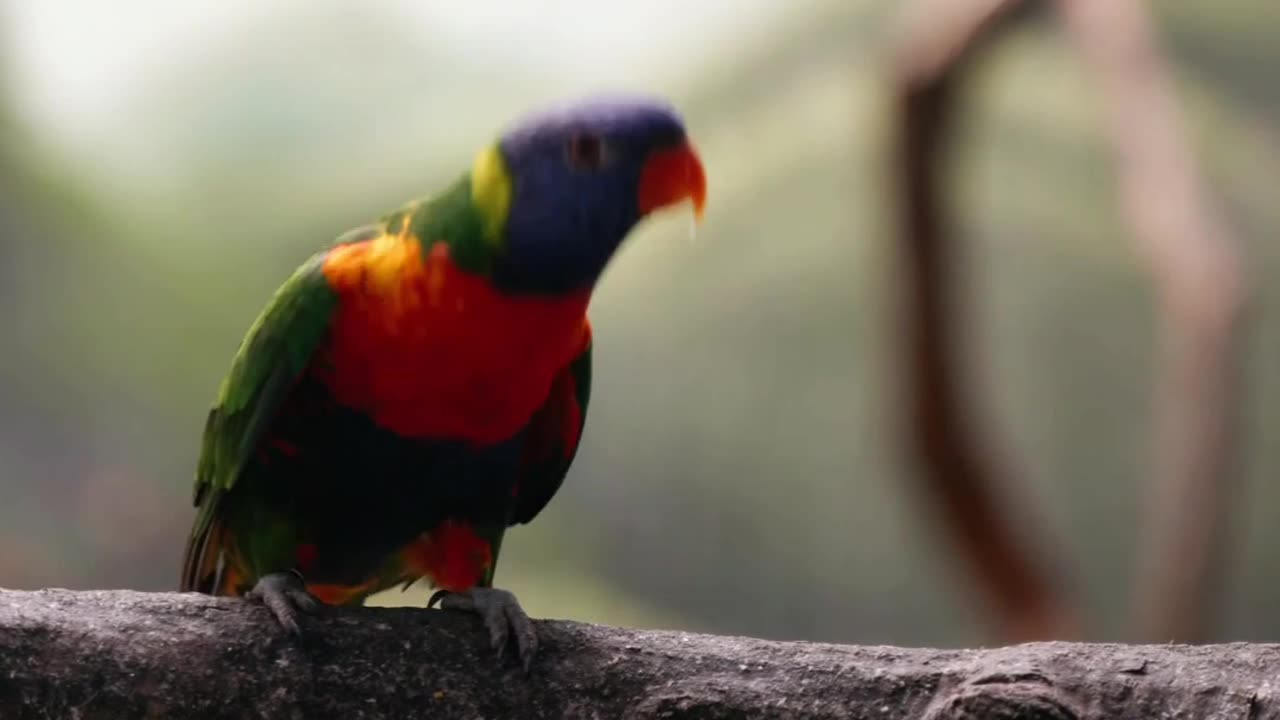 Beautiful Talking Parrots 🦜