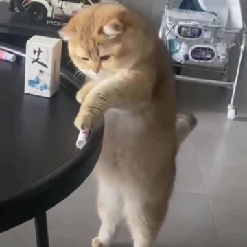 I am so confused says the cat