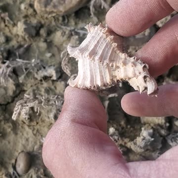 Rockhound adventure!