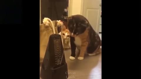 Best of funniest cats