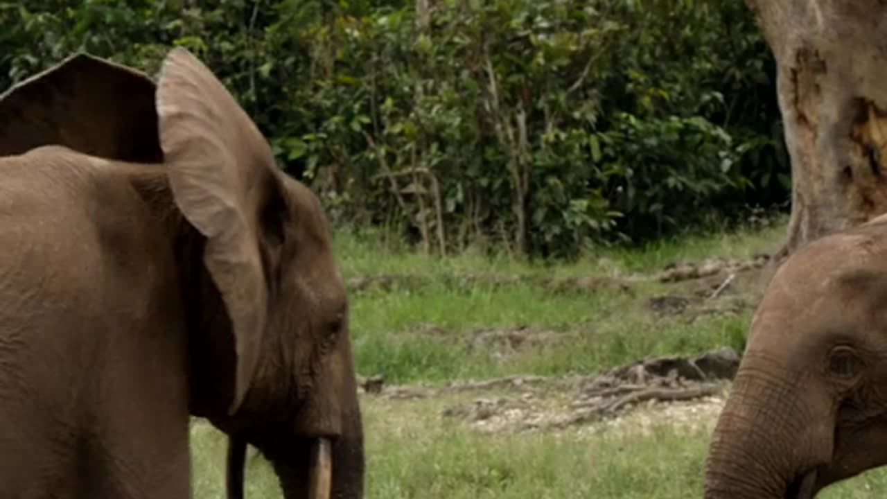 Baby Elephant