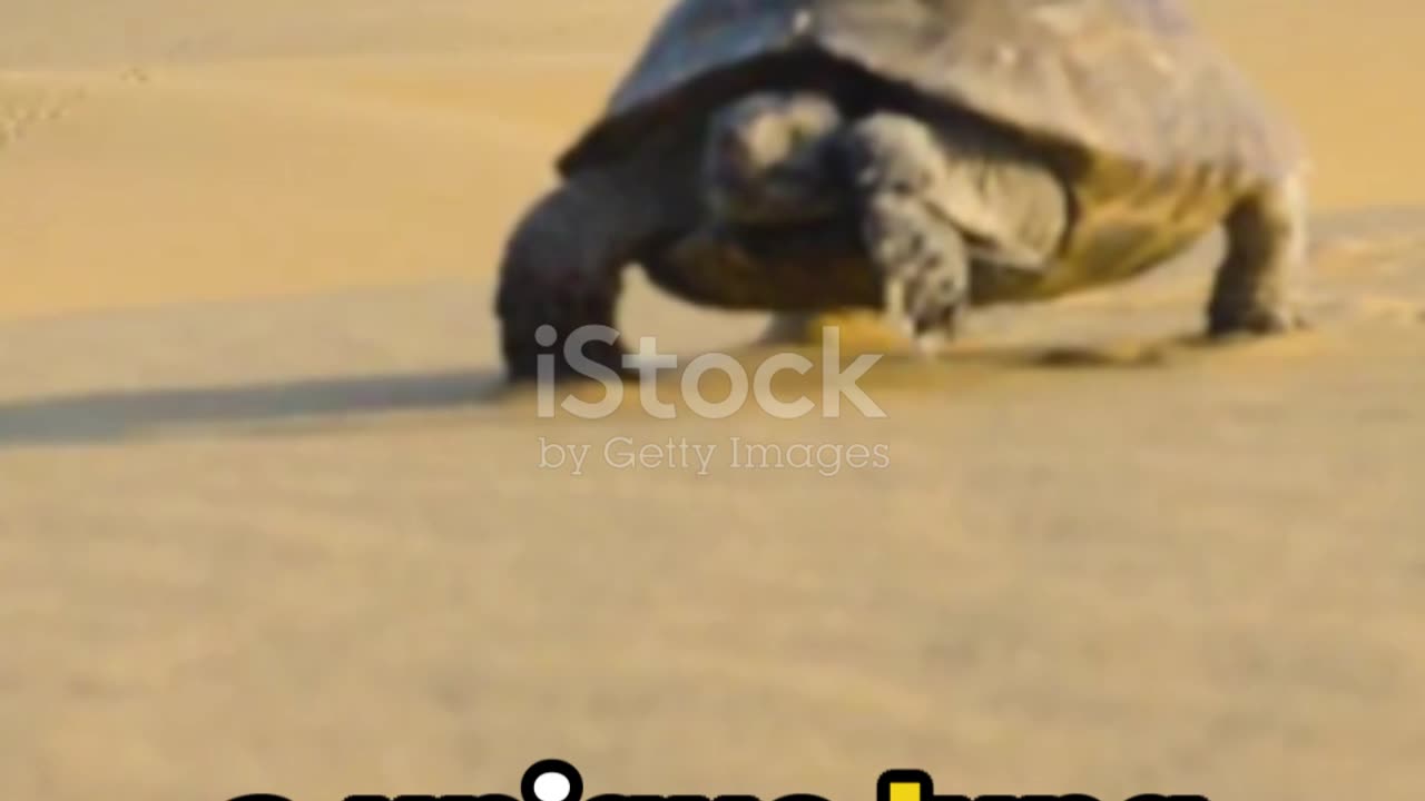 Unknown facts about tortoise