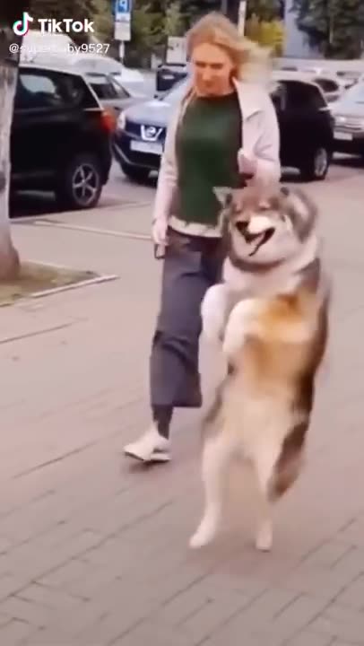 What am i watching? 🤣🎶#funnydogs2022 #husky