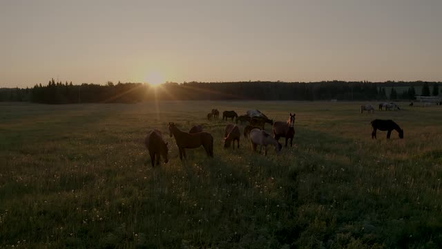 horses walk in the field in summer