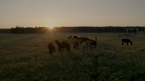 horses walk in the field in summer