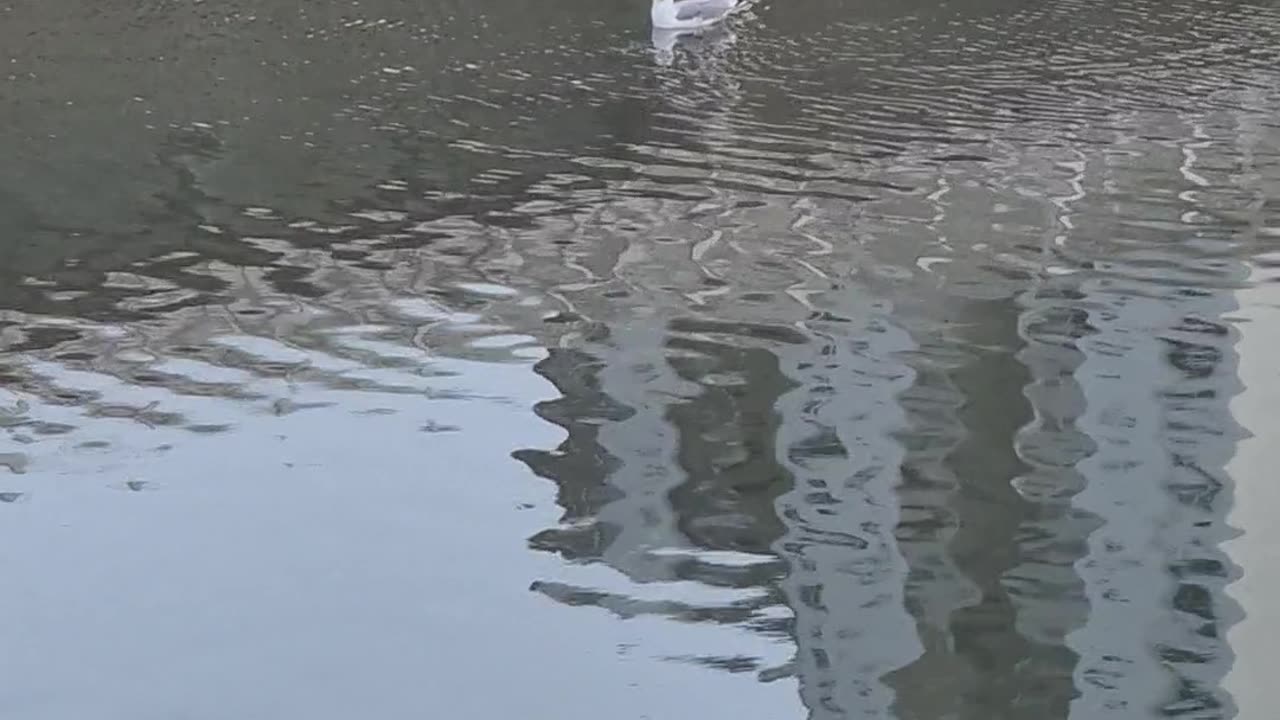 a seagull floating on the water