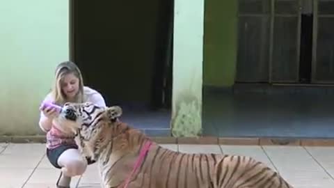 The family who live with tiger