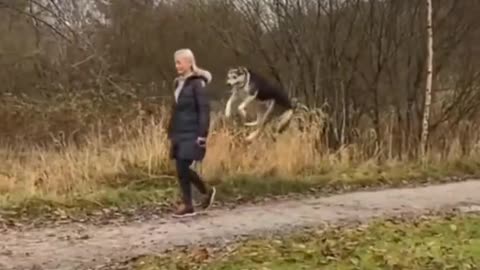 Animal World Series 237