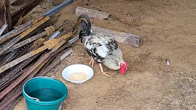 Rooster...he just showed up one day but he was lonely so we found him a new home with chickens.